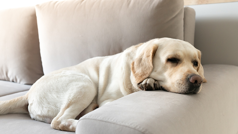 dog lying on sofa