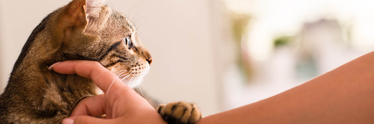 Cats protection hot sale vaccinations