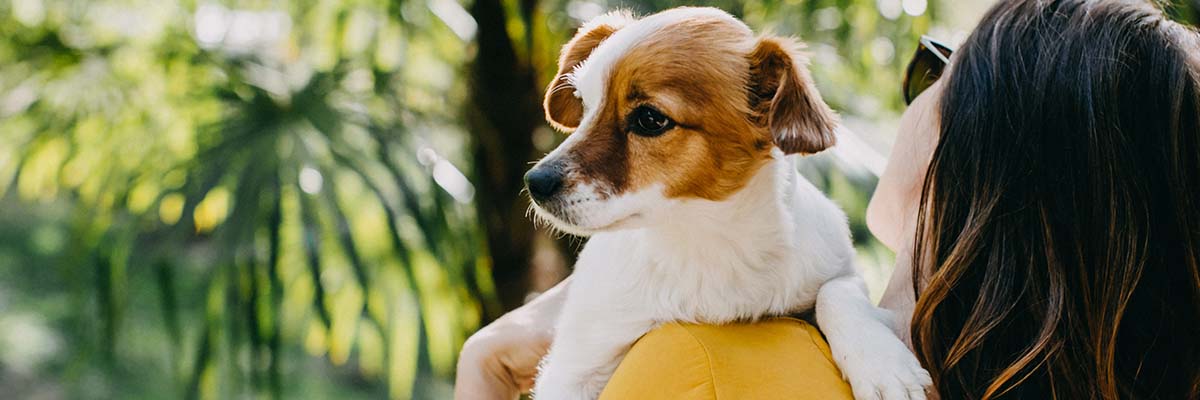 Dog Insurance | Puppy & Dog Health Insurance | M&S Bank