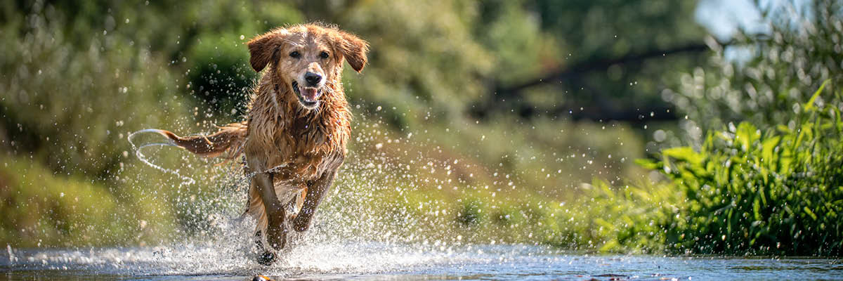 do dogs need yearly shots