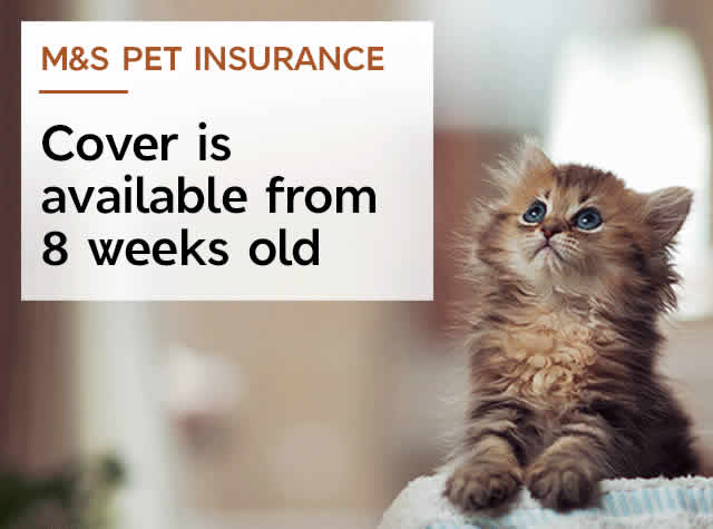 Cover is available from 8 weeks old Cover is available from 8 weeks old